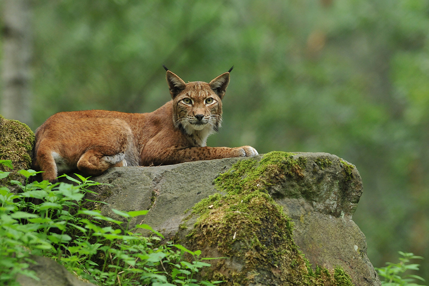 Luchs (iger) Blick 02