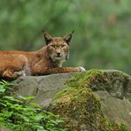 Luchs (iger) Blick 02