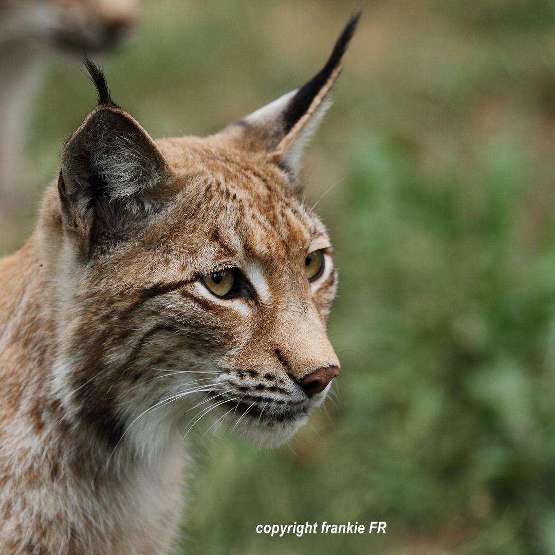 Luchs II