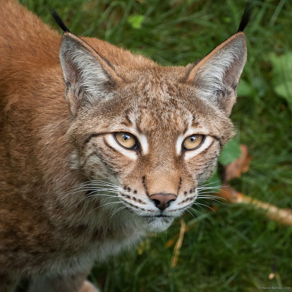 Luchs II