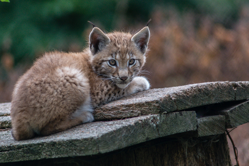 Luchs II