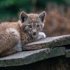 Luchs II