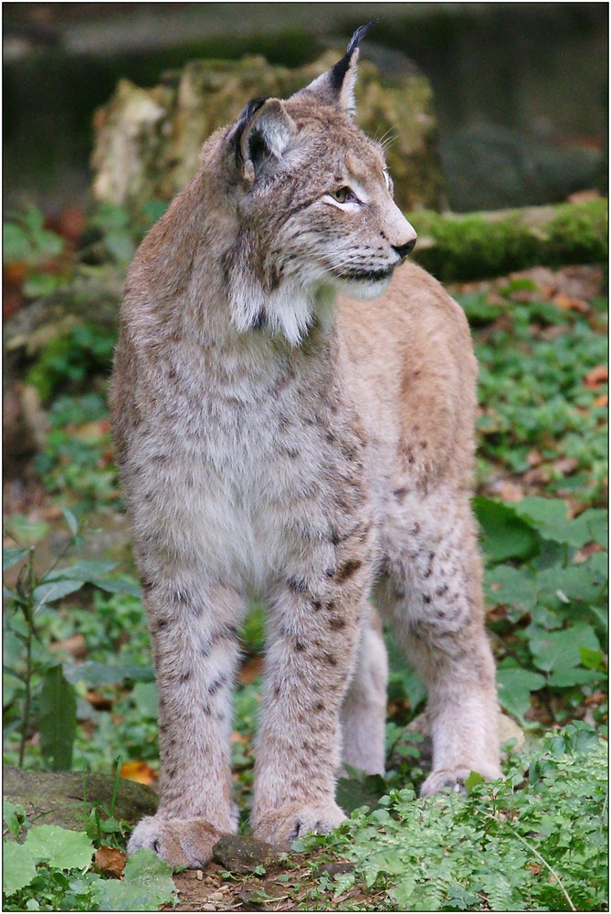 Luchs (II)