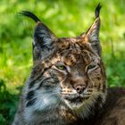 Luchs II