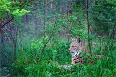 Luchs II