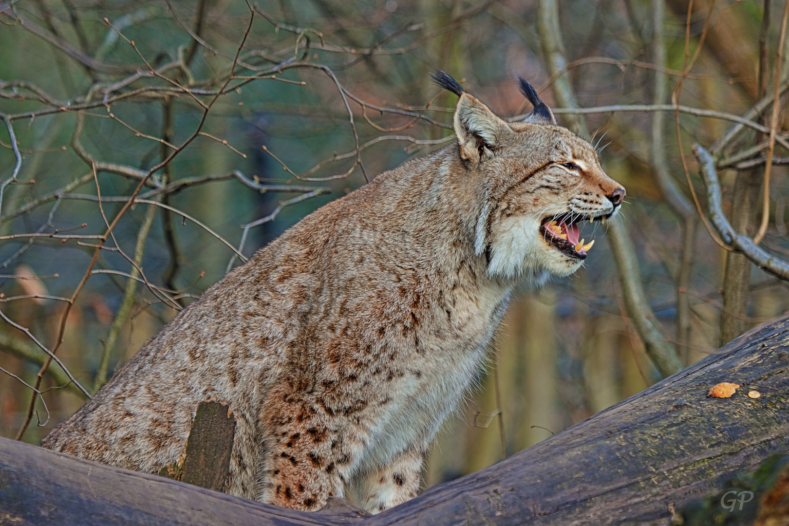 Luchs II