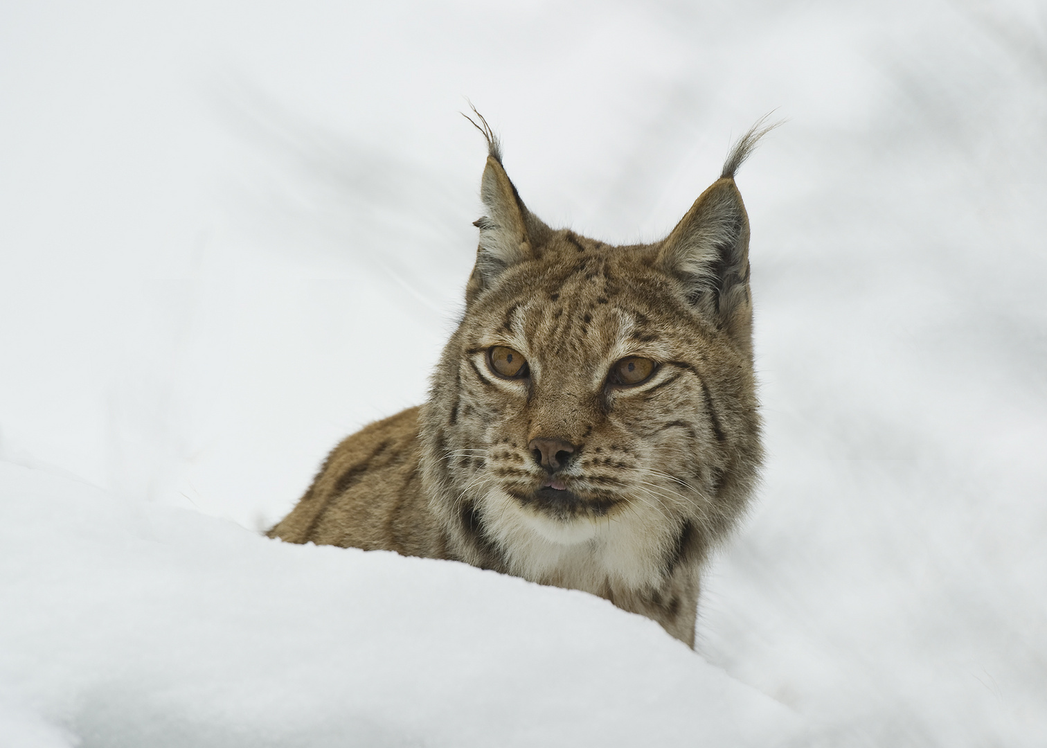 Luchs II