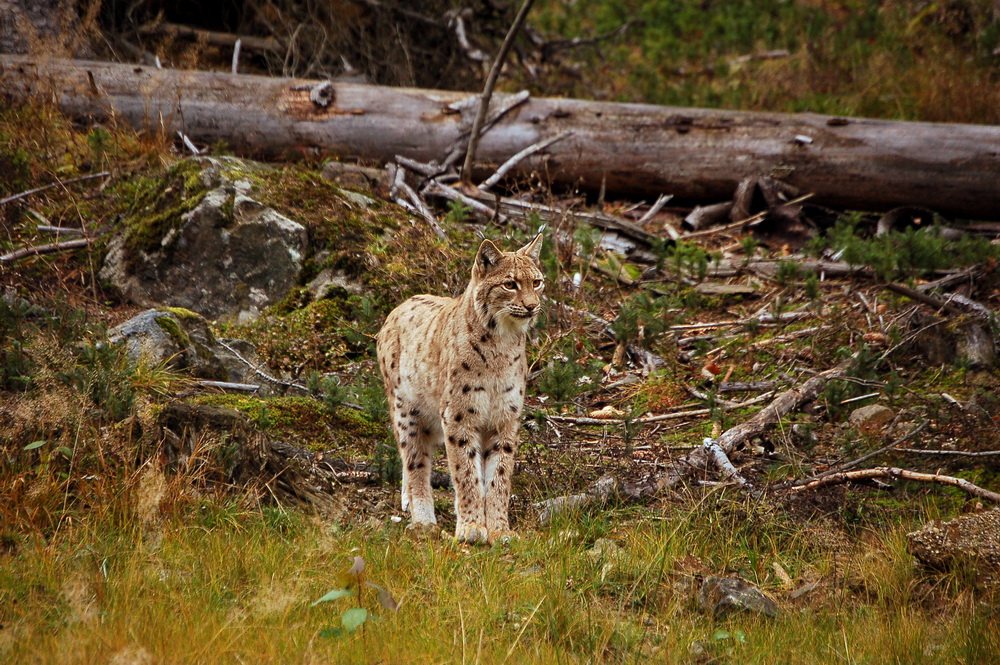 Luchs II