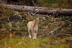 Luchs II