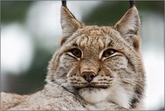 Luchs (II)