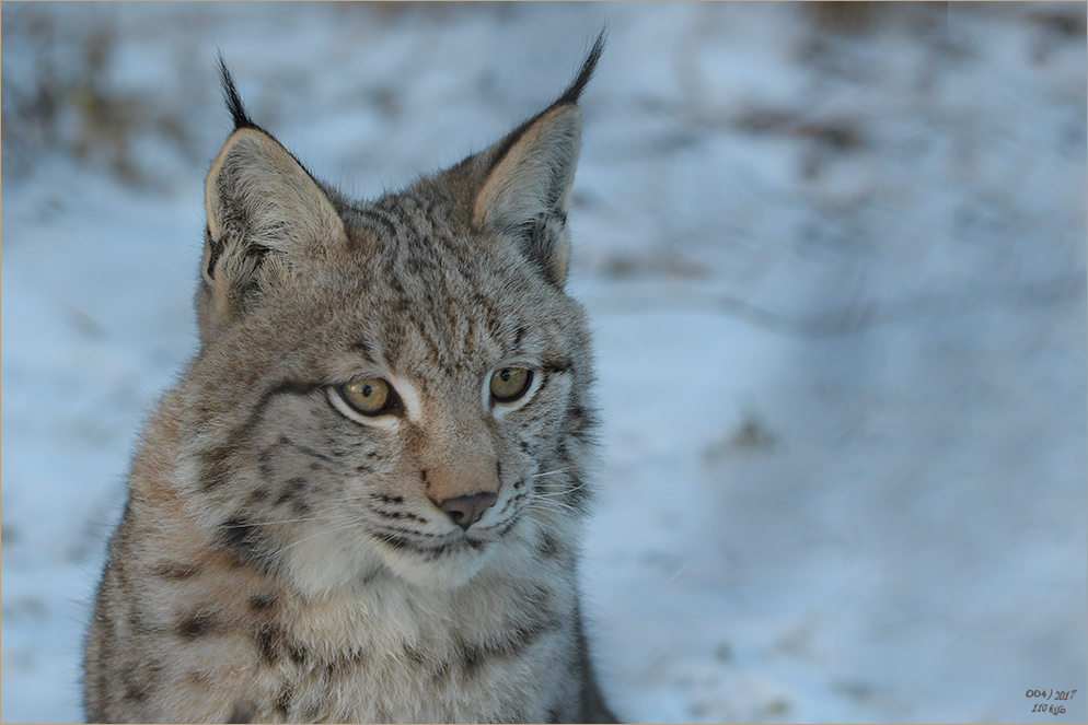 Luchs-II