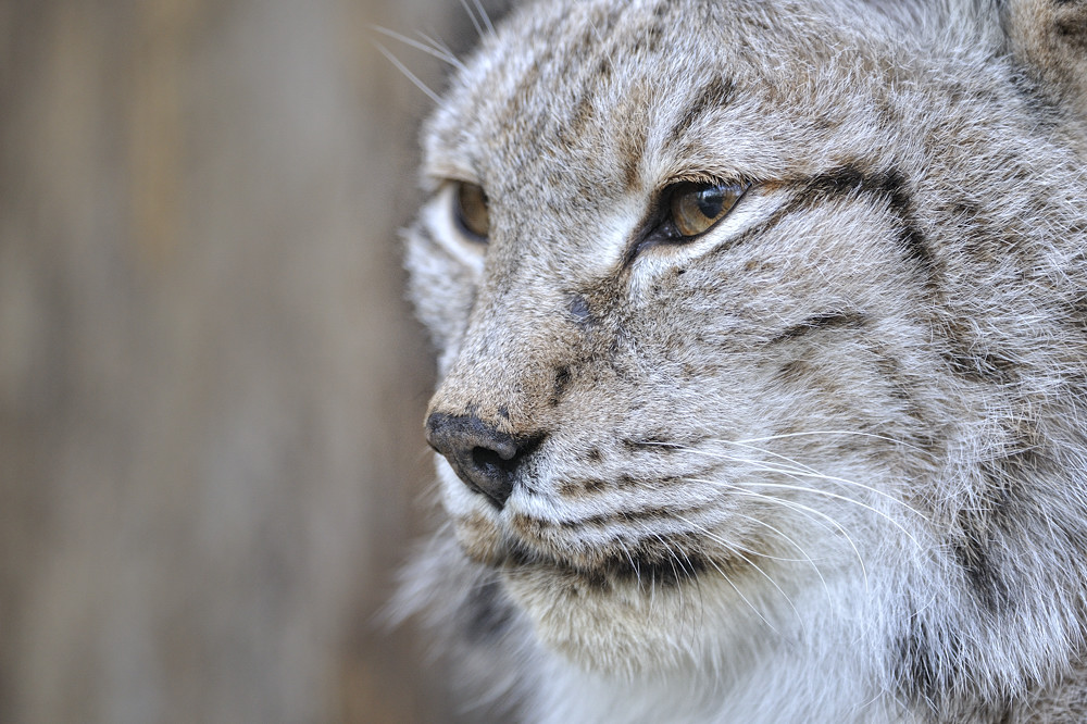 Luchs II