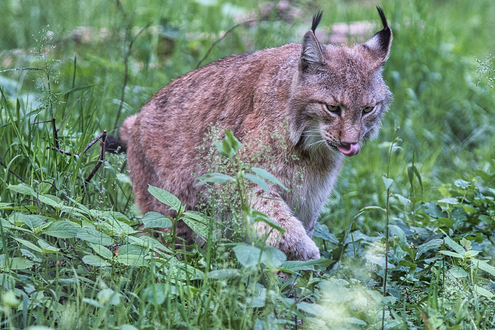 Luchs II