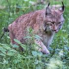 Luchs II