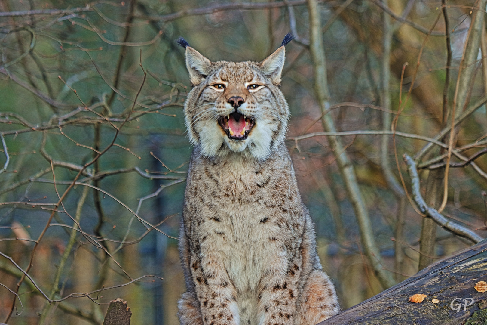 Luchs III