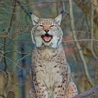 Luchs III