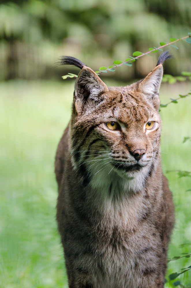 Luchs III