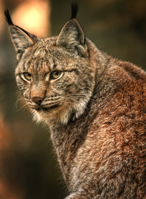 Luchs im Abendlicht