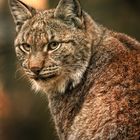 Luchs im Abendlicht