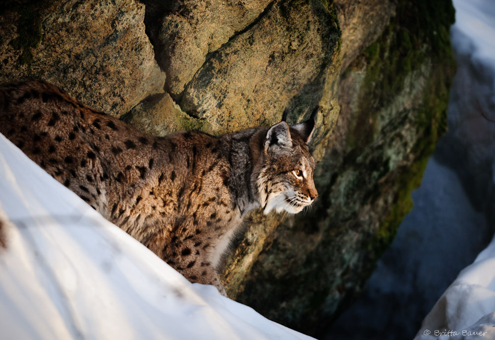 Luchs im Abendlicht