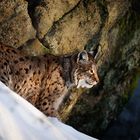 Luchs im Abendlicht