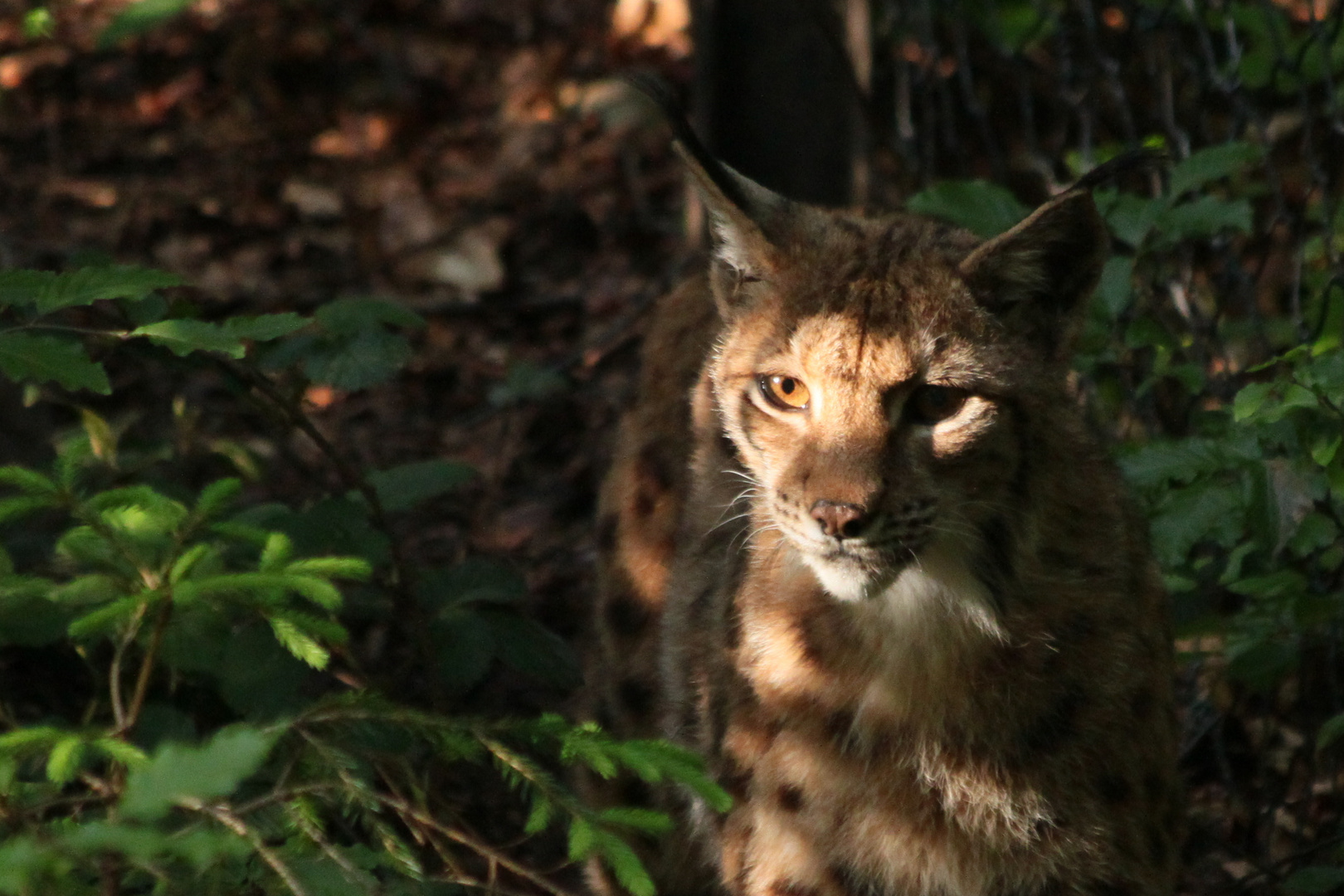 Luchs im Abendlicht