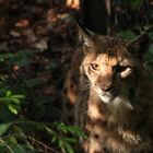 Luchs im Abendlicht