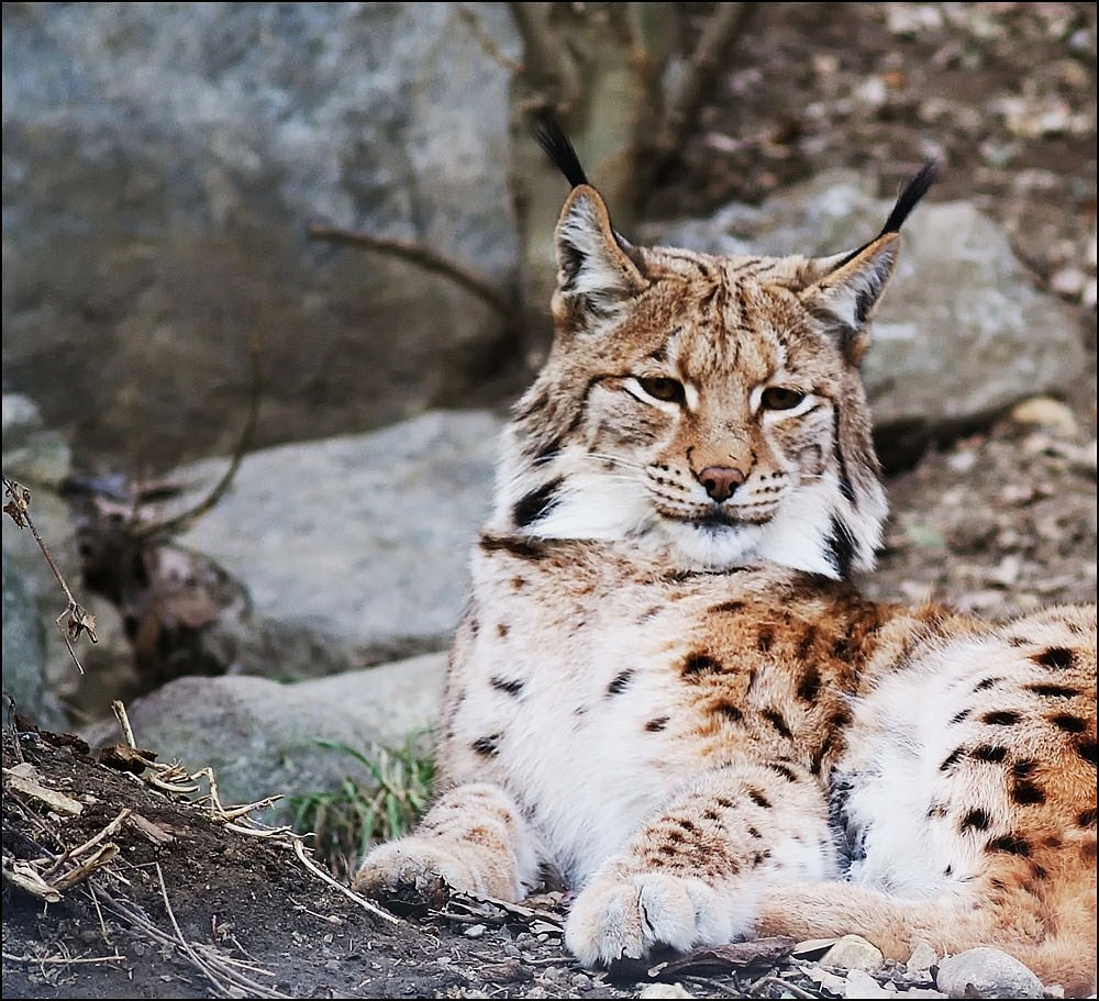 Luchs im Alpenzoo