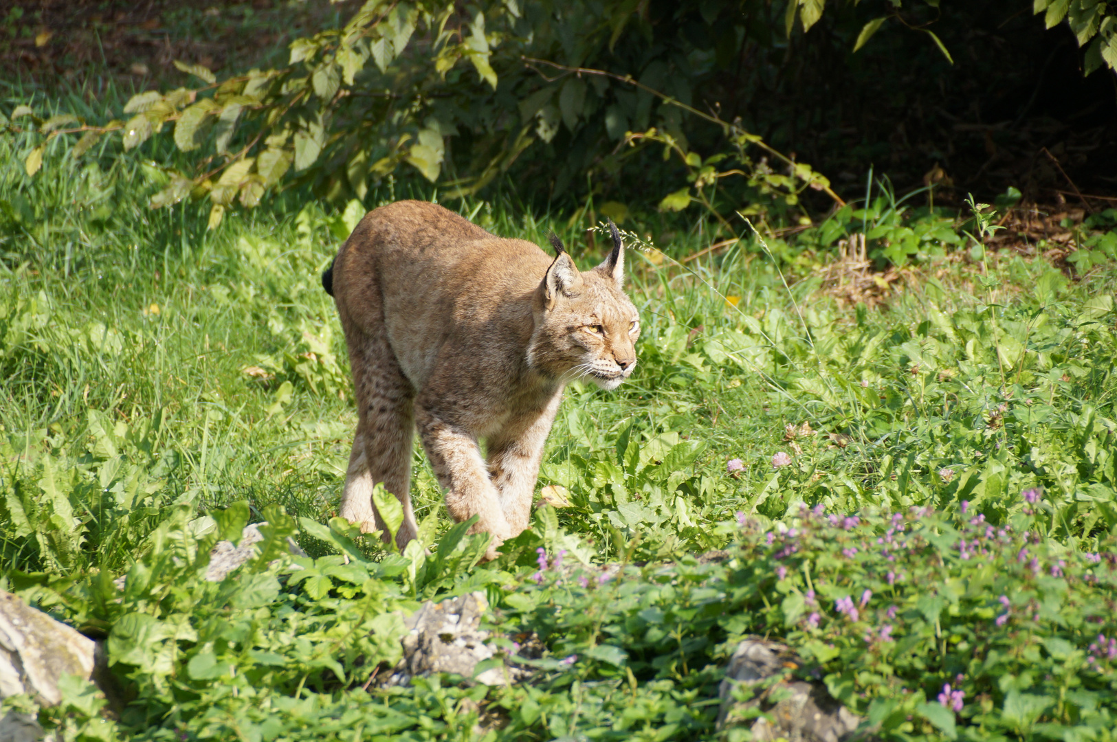 Luchs im Anmarsch