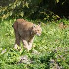 Luchs im Anmarsch