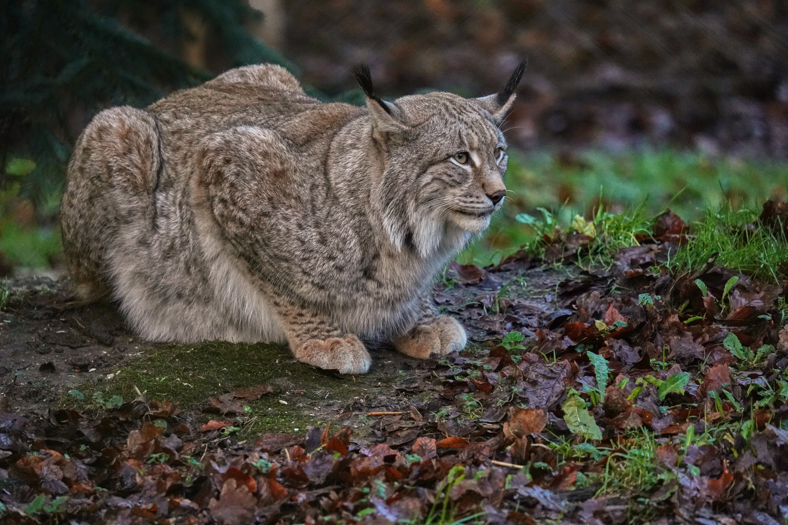 Luchs im Ansitz