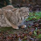 Luchs im Ansitz