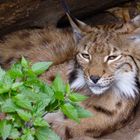 Luchs im Bau