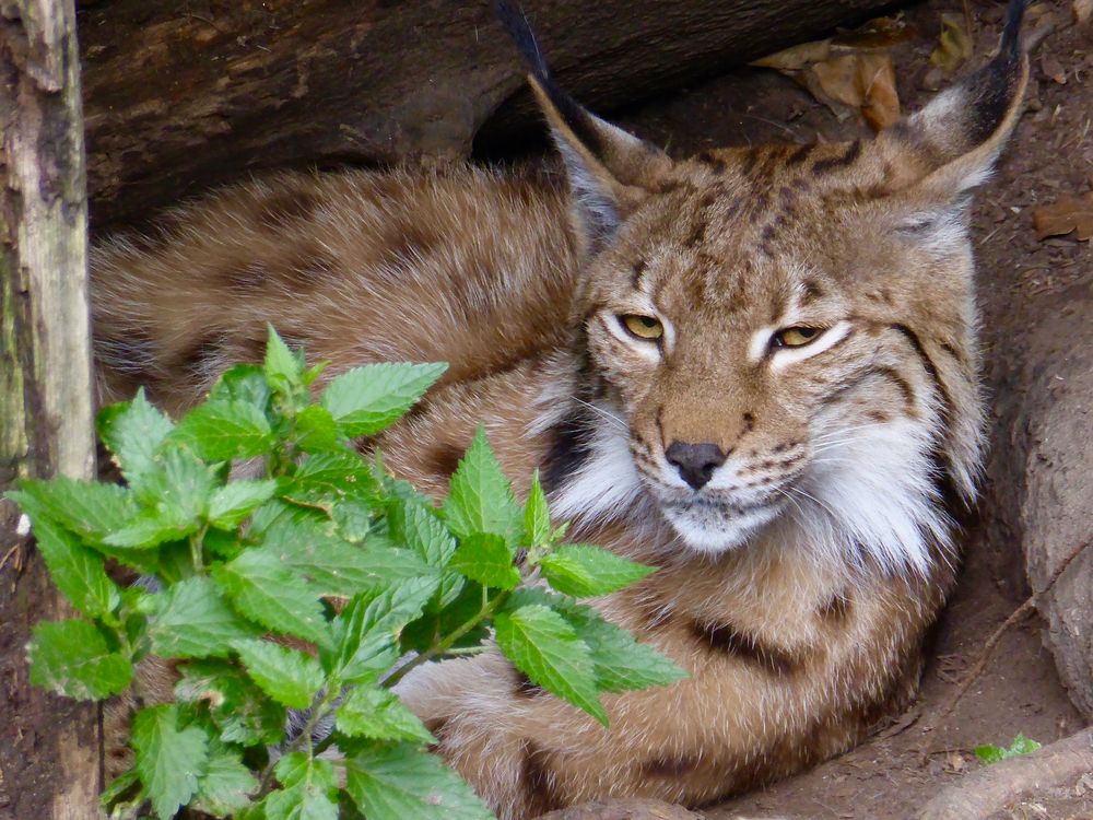 Luchs im Bau