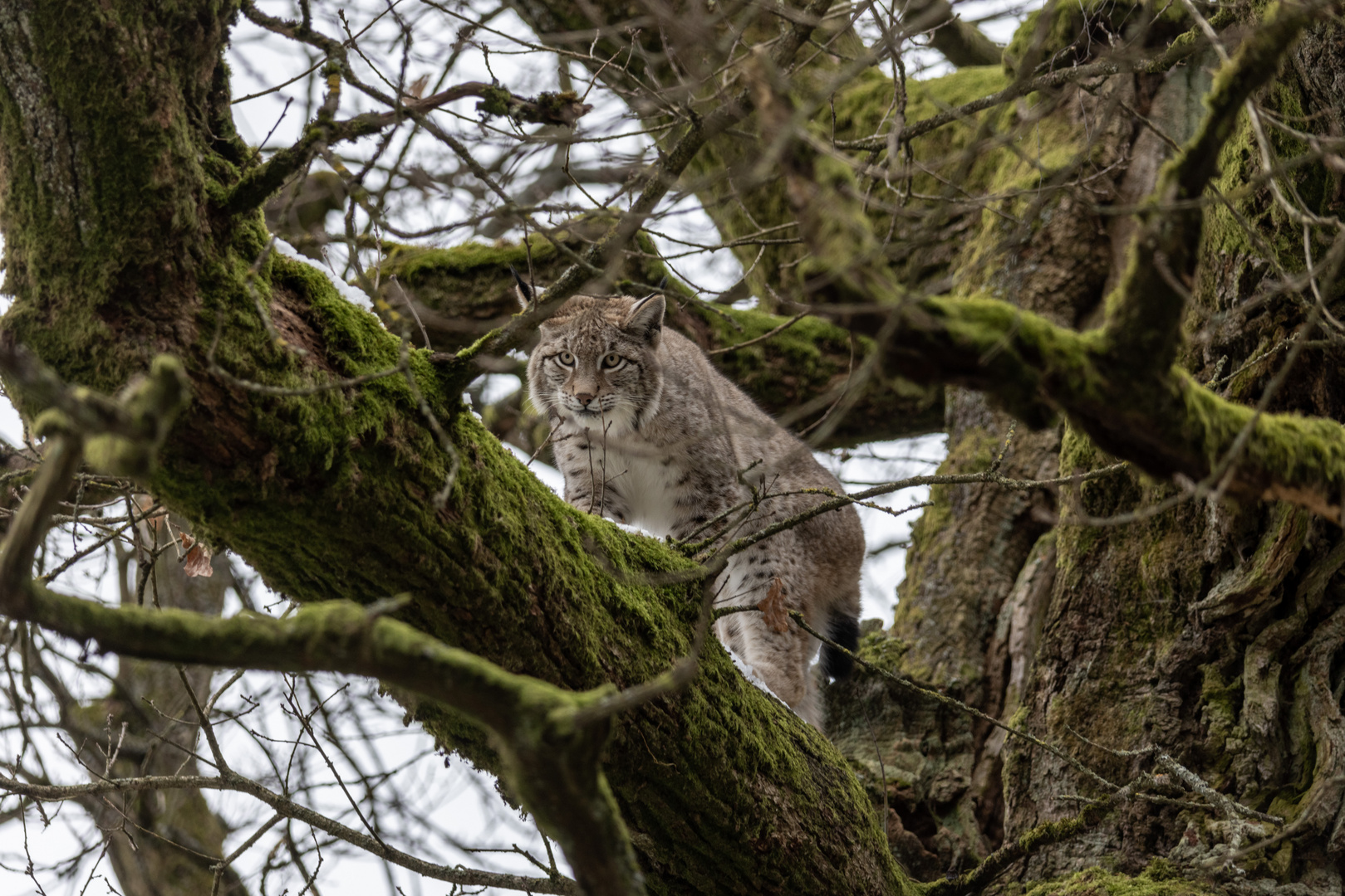 Luchs im Baum