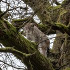 Luchs im Baum