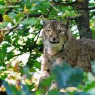 Luchs im Baum