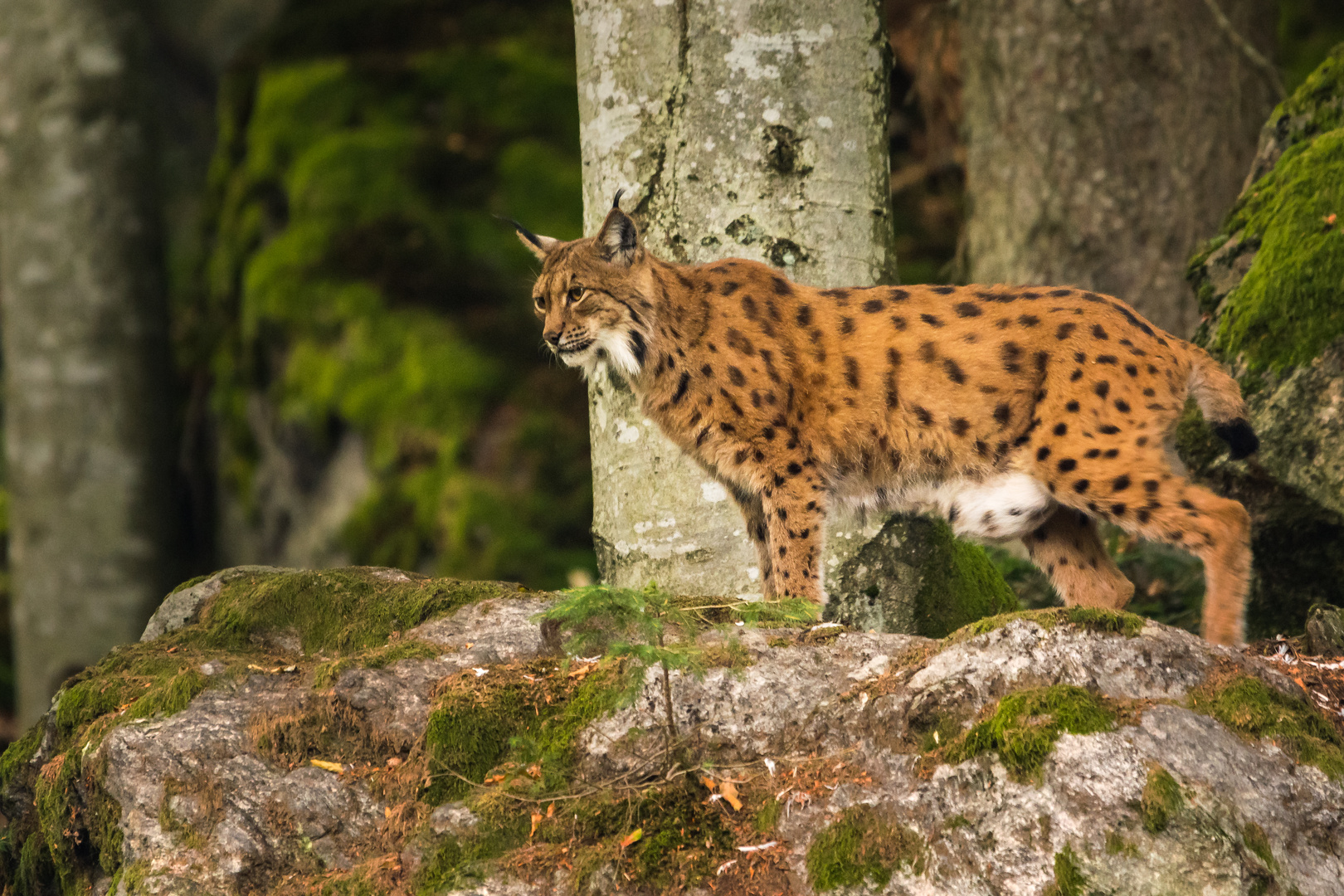 Luchs im bay. Wald