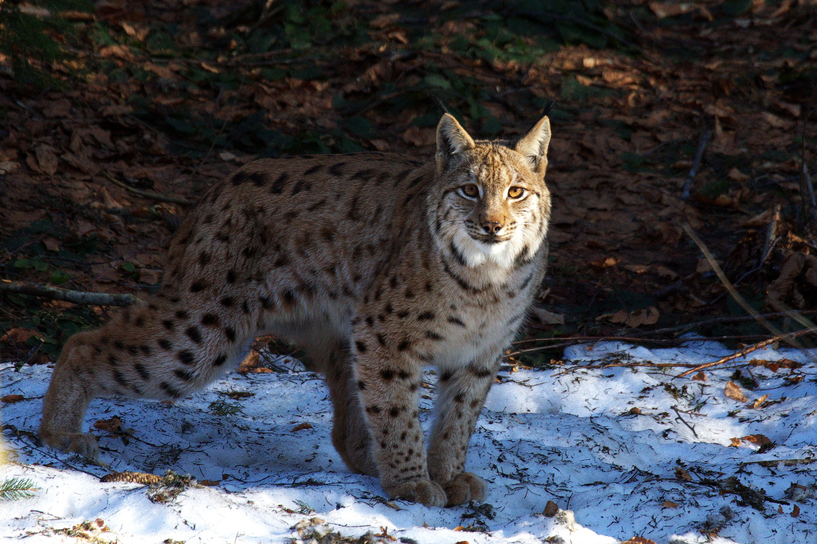 Luchs im Bayer. Wald Tierfreigelände Neuschönau.