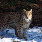 Luchs im Bayer. Wald Tierfreigelände Neuschönau.