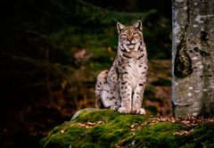 Luchs im bayerischem Wald