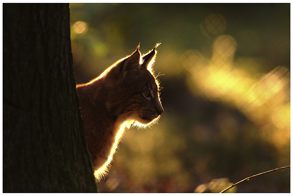 Luchs im Bayerischen Wald