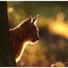 Luchs im Bayerischen Wald