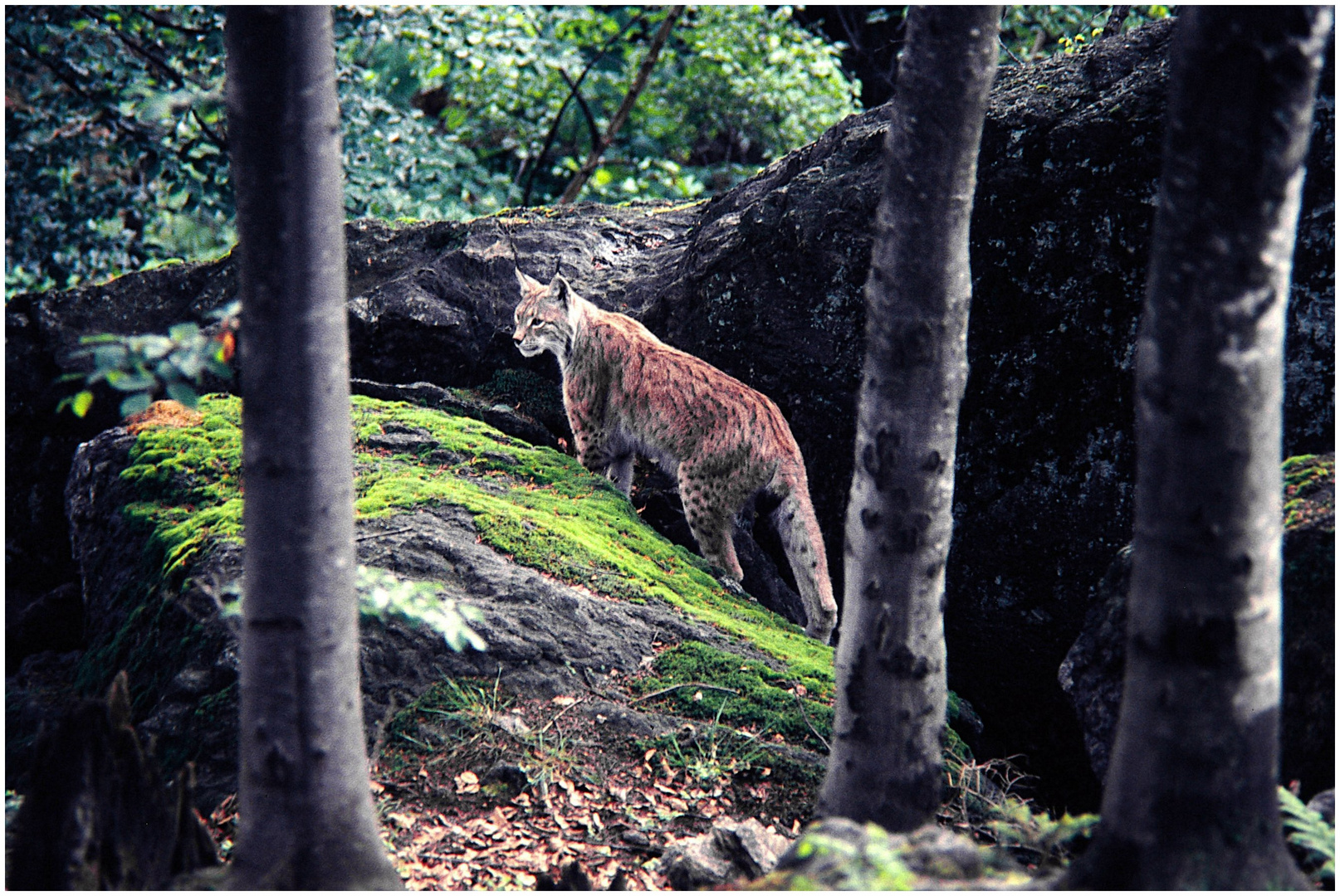 Luchs im Bayerischen Wald