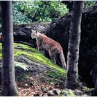 Luchs im Bayerischen Wald