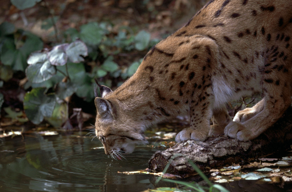 Luchs im Bayerischen Wald