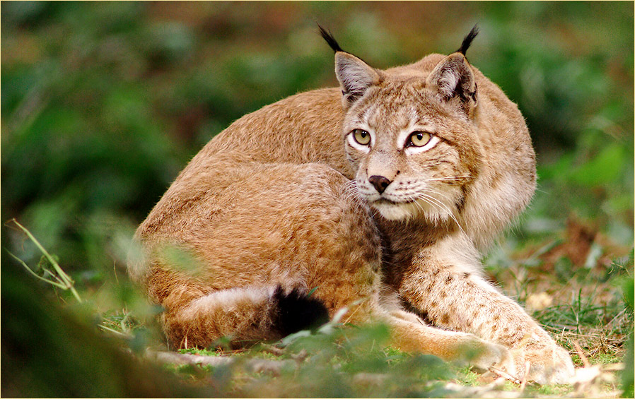 Luchs im Bayerischen Wald