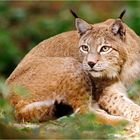 Luchs im Bayerischen Wald