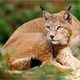 Luchs im Bayerischen Wald