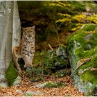 Luchs im Bayerischen Wald